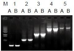 使用普通（A組）及含染料（B組）的2×Taq Master Mix配制的50μl擴(kuò)增體系，以5ng λDNA為模板， 對500bp～6.0kb片段的擴(kuò)增結(jié)果