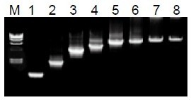 50μL 擴(kuò)增體系中，λDNA 為模板，擴(kuò)增 1kb~20kb 片段。