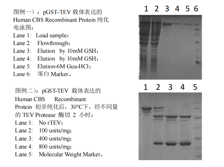 pGST-TEV Expression Kit應用實例