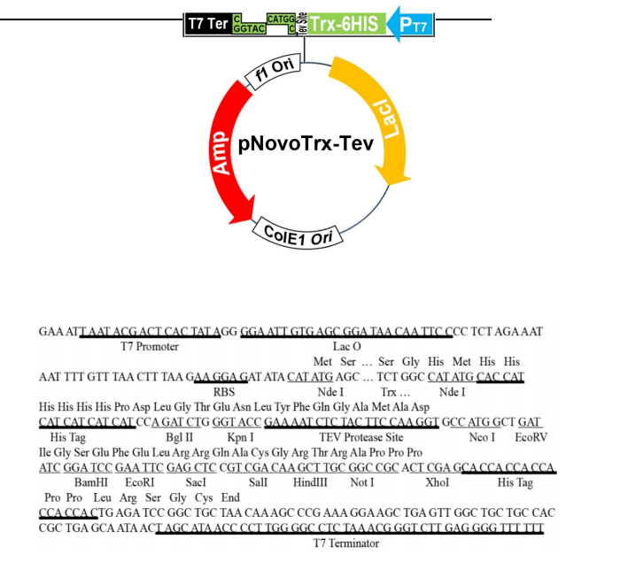 pNovoTrx-TEV 結(jié)構(gòu)圖