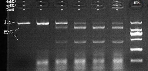 Cas9 Nuclease 做 DNA 片段切割活性檢測