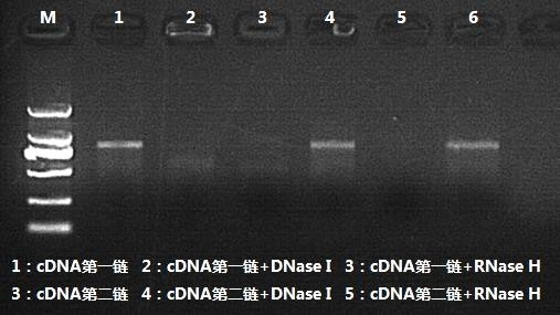 cDNA 第二鏈合成產(chǎn)物酶切驗證