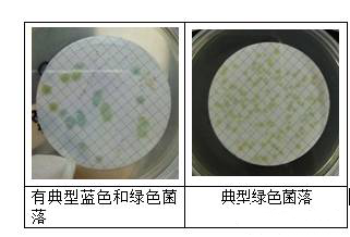 CN板上是藍(lán)綠色疑似銅綠假單胞菌的菌落