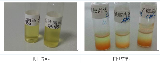 將產(chǎn)熒光的菌落的純培養(yǎng)物接種到乙酰胺肉湯中36℃培養(yǎng)24h，加入鈉氏試劑