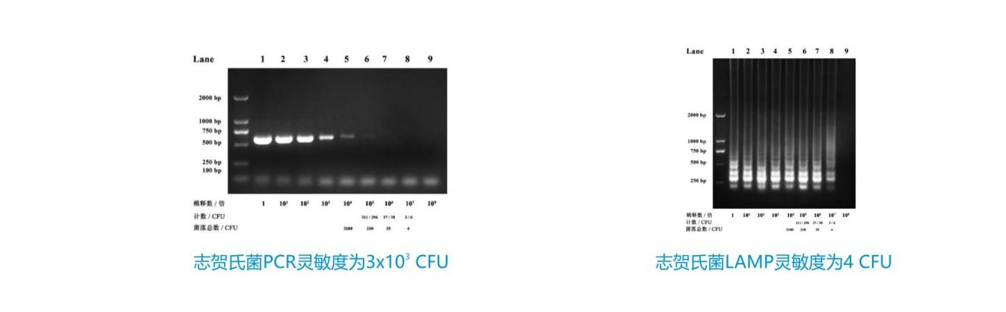 恒溫?zé)晒夥ê怂峥焖贆z測(cè)試劑盒靈敏度對(duì)比