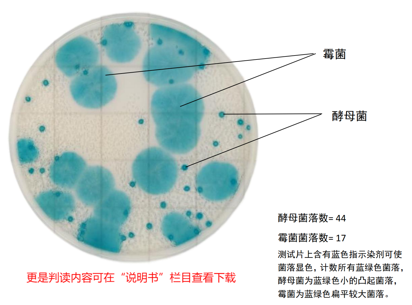 快速霉菌酵母測試片判讀手冊