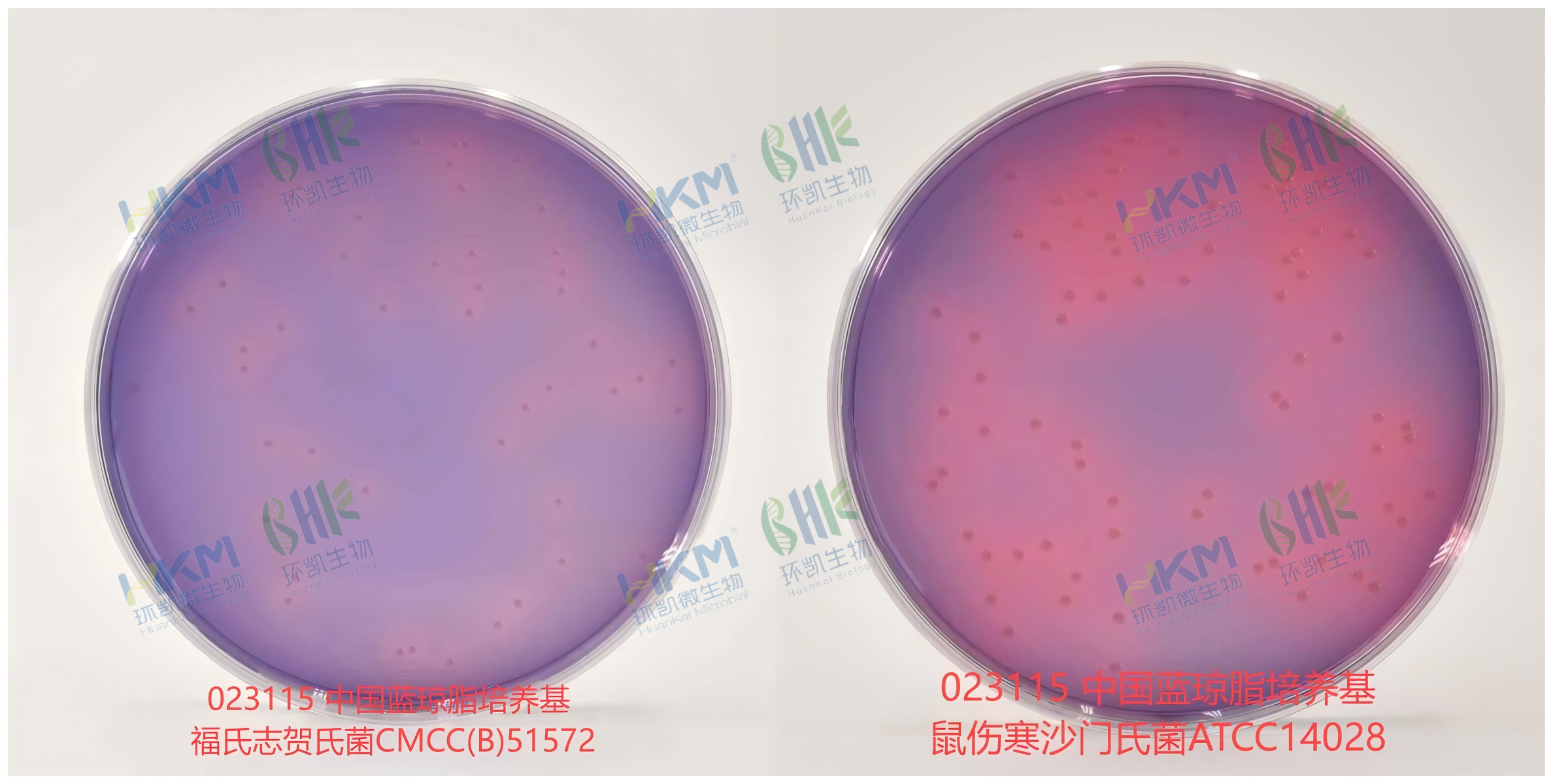 中國藍瓊脂培養(yǎng)基 中 福氏志賀氏菌CMCC(B)51572 特征反應(yīng) + 鼠傷寒沙門氏菌ATCC14028 特征反應(yīng)