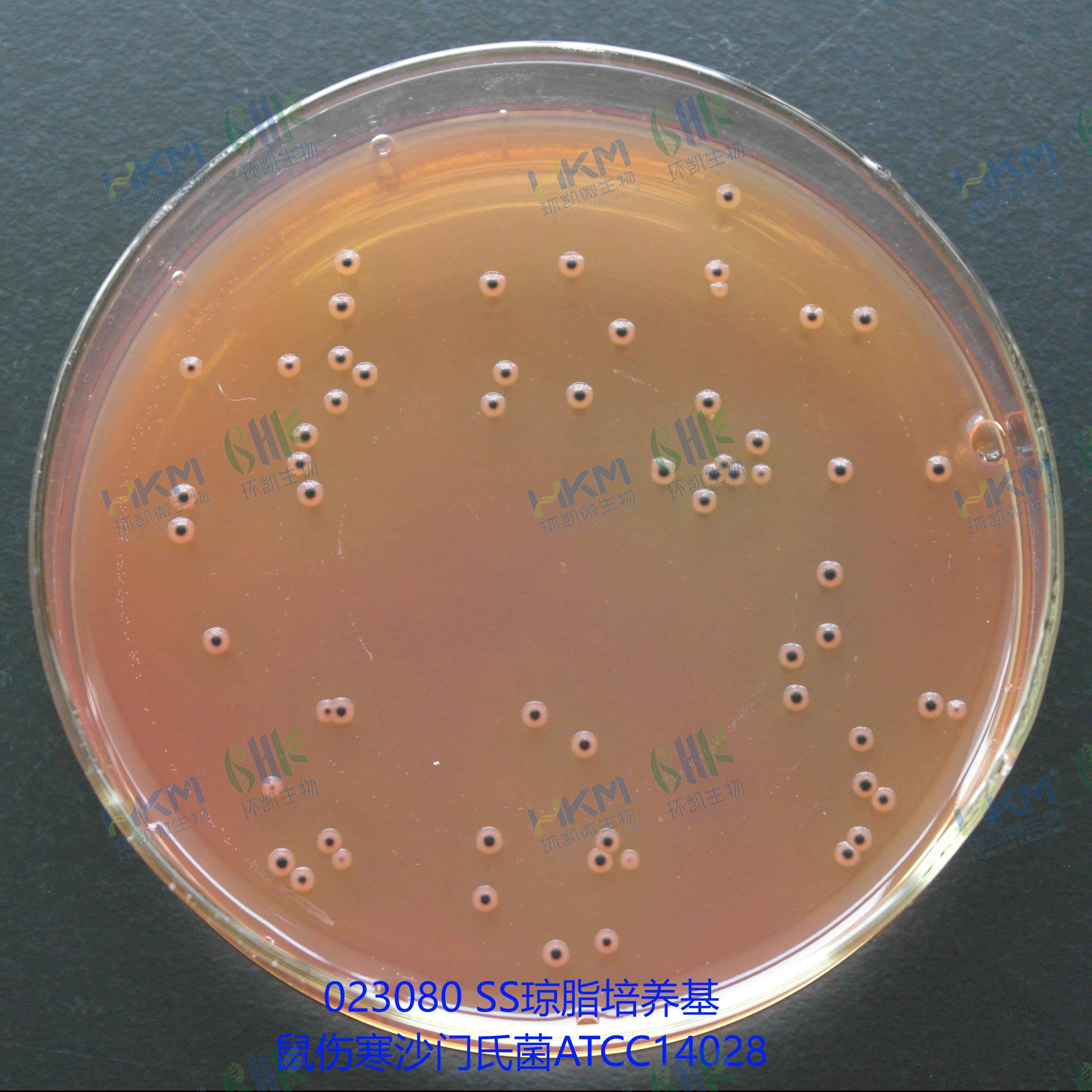023080 SS瓊脂培養(yǎng)基 - 鼠傷寒沙門氏菌ATCC14028