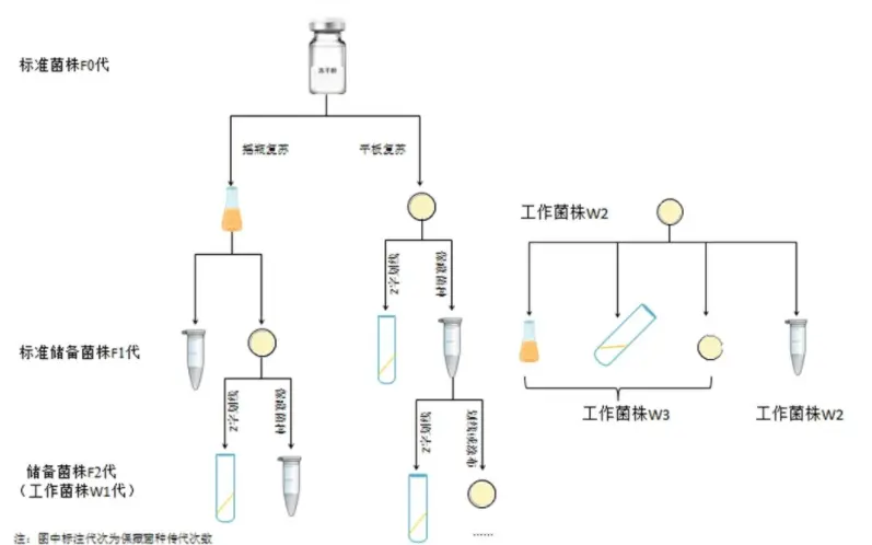 標(biāo)準(zhǔn)菌株F0代傳代至儲備菌株F2代（工作菌株W1代）