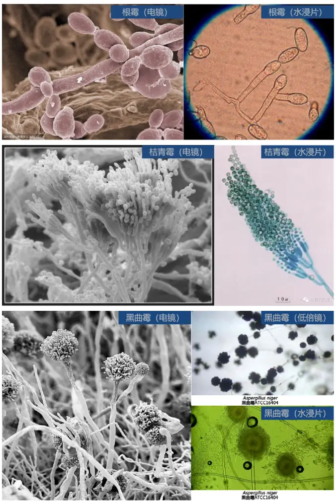 霉菌：細胞構(gòu)造與酵母菌相似，但外觀以菌絲體形式存在